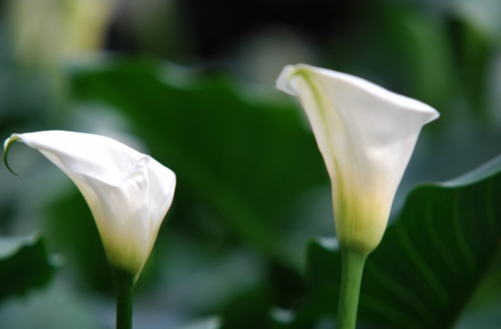  夏季不能澆水的七種常見(jiàn)花卉介紹 行業(yè)資訊 第7張