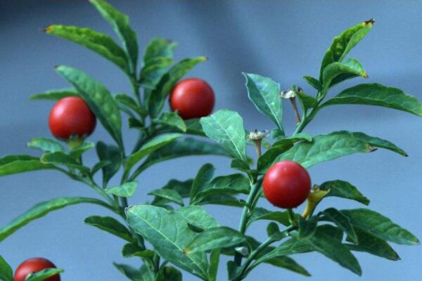 珊瑚豆只開(kāi)花不結果 珊瑚豆為什么只開(kāi)花不結果？ 行業(yè)資訊 第2張